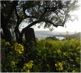 reisverslag1 Maluku for Israel